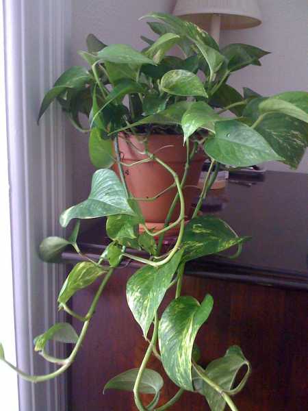 How to Revive a Dying Pothos Plant?