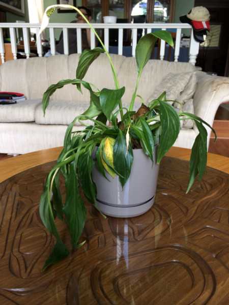 Overwatered Peace Lily: Signs & How to Revive Peace Lily