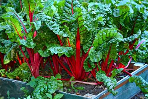 Does Swiss Chard Grow Back After Cutting?