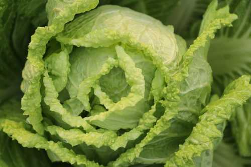 How to Grow Chinese Cabbage from Cuttings?