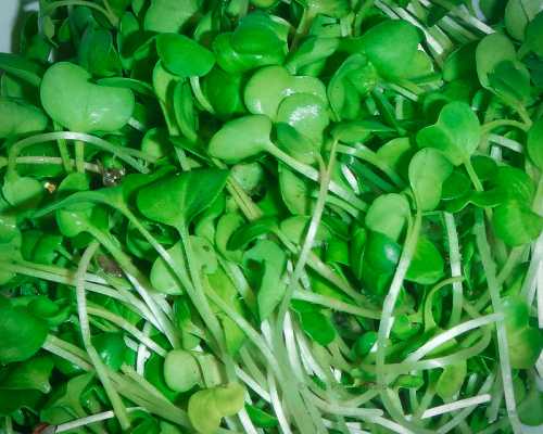 How to Grow Radish Microgreens?