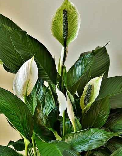 How Often Should I Water My Peace Lily?