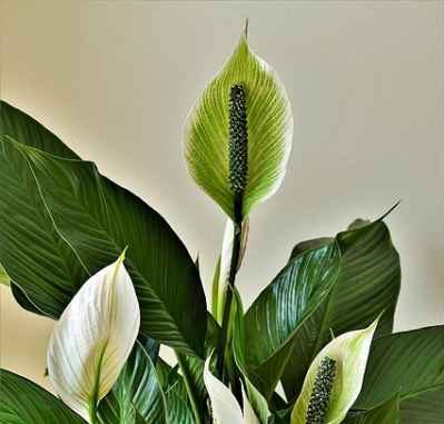 How Long Can a Peace Lily Go Without Water?