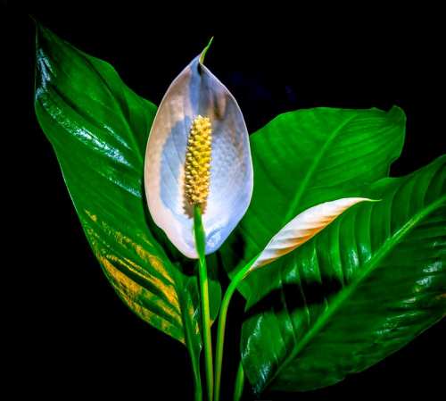 How Much Sunlight Does Peace Lily Need?