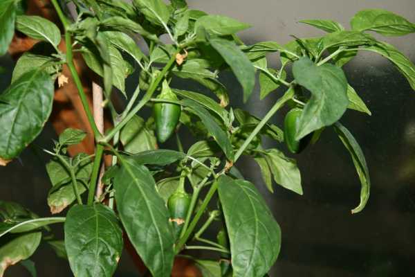 Holes In Pepper Plant Leaves: What Causes and How to Prevent Them