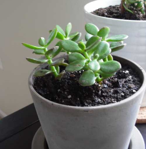 How to Get Rid of Bugs on Jade Plants?