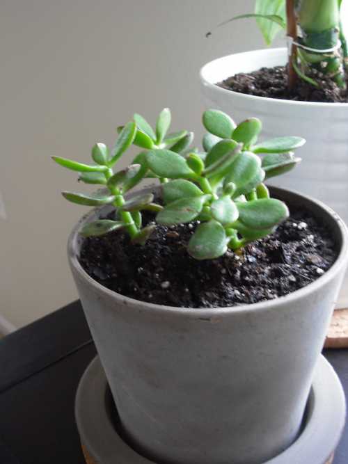 How to Get Rid of Bugs on Jade Plants?
