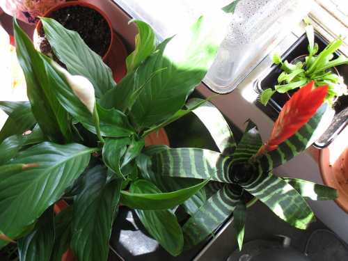 Best Potting Soil for Peace Lily Plant