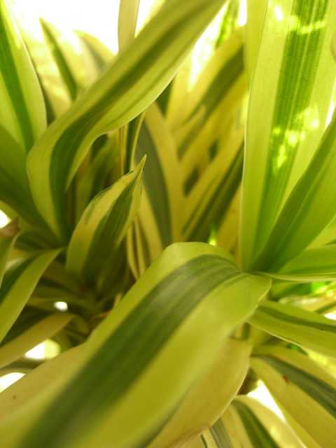 Why are Dracaena Leaves Turning Yellow and Brown?