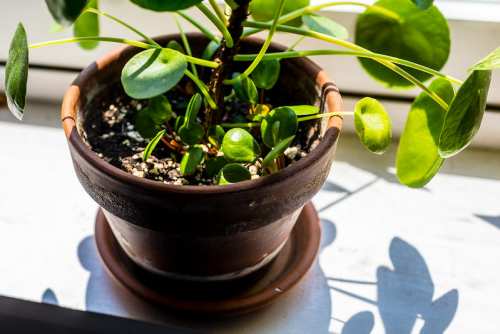 Why Chinese Money Plant (Pilea) Losing Leaves | Falling Off?