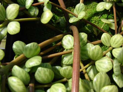 Peperomia Leaves Turning Black or Brown