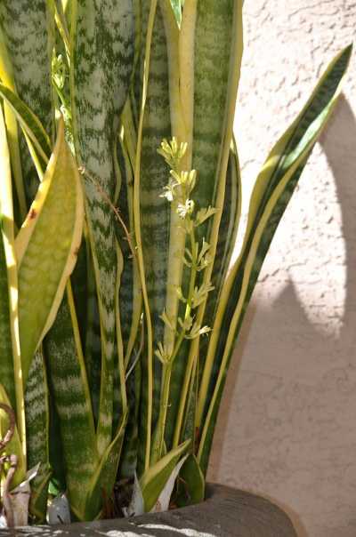 How Much Sunlight Does Snake Plant Need?