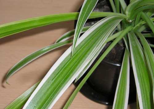 How Often Should You Water a Spider Plant?