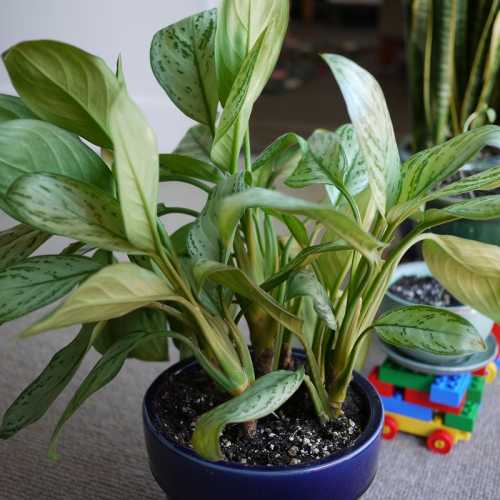 How Often to Water the Chinese Evergreen (Aglaonema)?